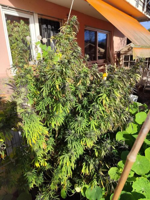 ROOTIES outdoor summer grow 2025. Week 34 - Royal Medic fem.