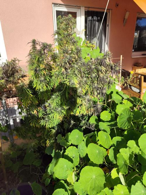 ROOTIES outdoor summer grow 2025. Week 34