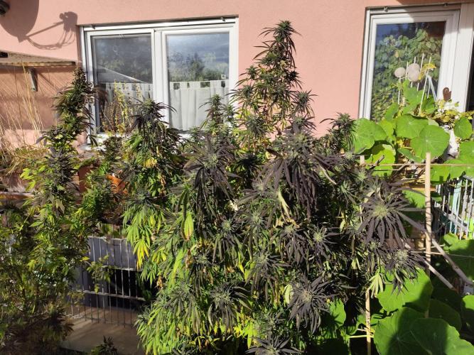 ROOTIES outdoor summer grow 2025. Week 34