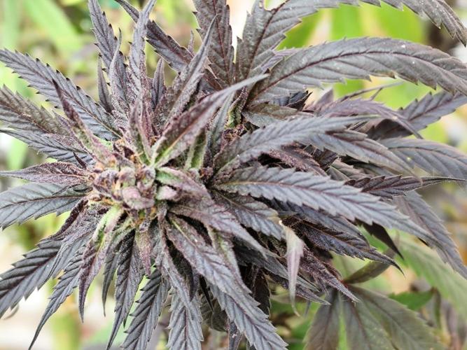 ROOTIES outdoor summer grow 2025. Week 35 - Tag 245 Power Flower fem.