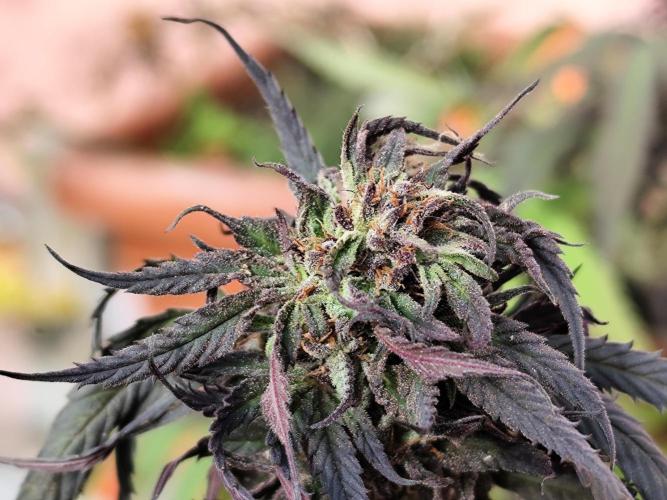 ROOTIES outdoor summer grow 2025. Week 35