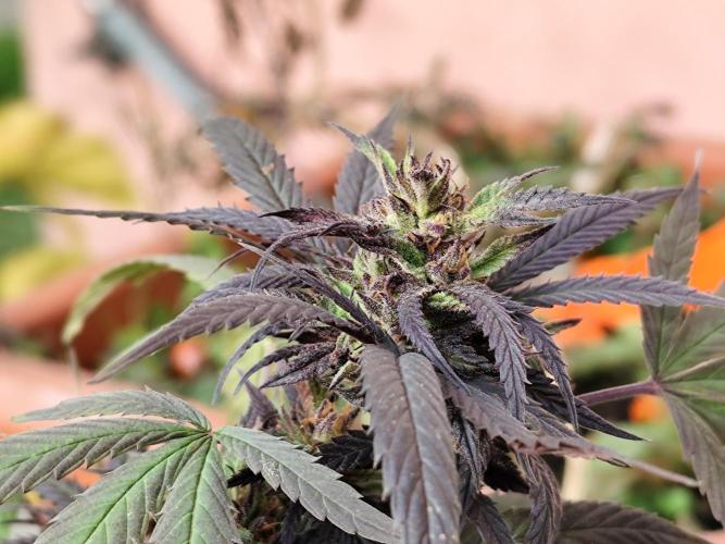 ROOTIES outdoor summer grow 2025. Week 35