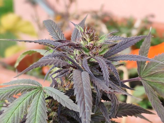 ROOTIES outdoor summer grow 2025. Week 35