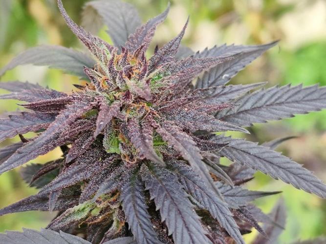 ROOTIES outdoor summer grow 2025. Week 35