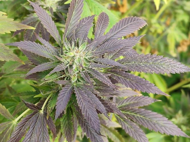 ROOTIES outdoor summer grow 2025. Week 35 - Special Kush #1 fem.