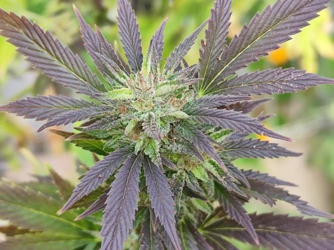 ROOTIES outdoor summer grow 2025. Week 35