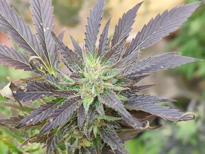 ROOTIES outdoor summer grow 2025. Week 35