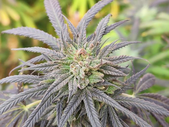 ROOTIES outdoor summer grow 2025. Week 35 - Royal Medic fem.