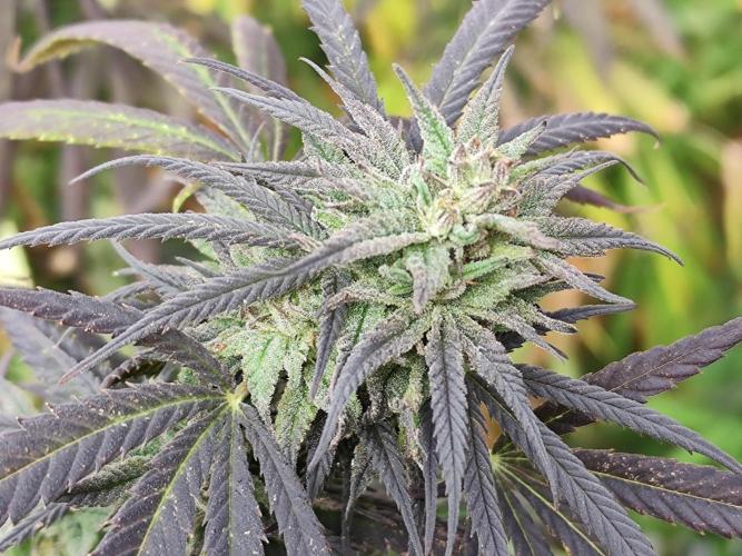 ROOTIES outdoor summer grow 2025. Week 35