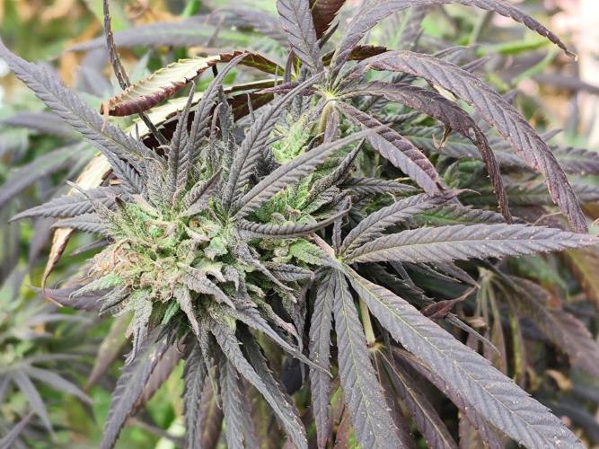 ROOTIES outdoor summer grow 2025. Week 35