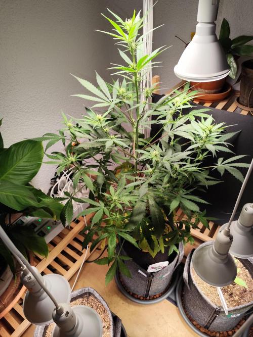 Rainbow Sherbet Automatic von Zamnesia. Week 6 - Tag 46