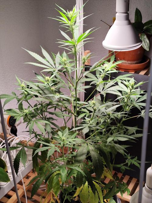 Rainbow Sherbet Automatic von Zamnesia. Week 6