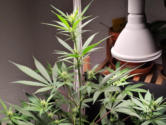 Rainbow Sherbet Automatic von Zamnesia. Week 6