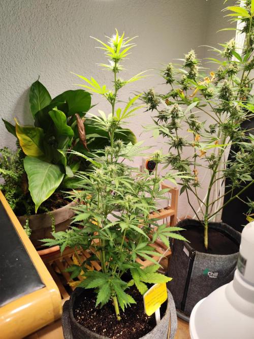 Black Runtz Automatic von Zamnesia seeds. Week 6 - Tag 45