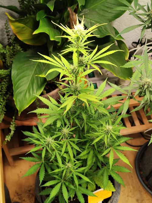 Black Runtz Automatic von Zamnesia seeds. Week 6