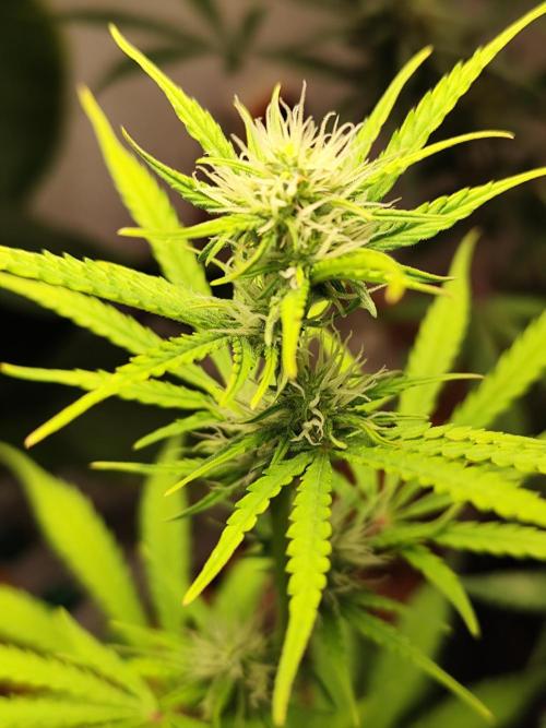 Black Runtz Automatic von Zamnesia seeds. Week 6