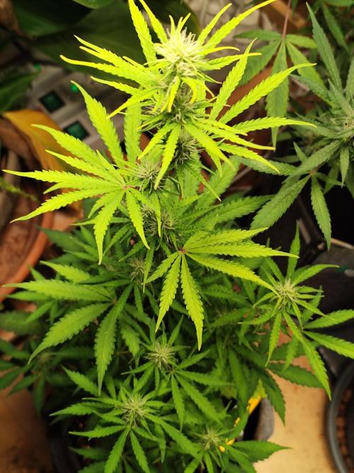Black Runtz Automatic von Zamnesia seeds. Week 6