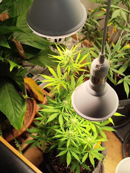 Black Runtz Automatic von Zamnesia seeds. Week 6