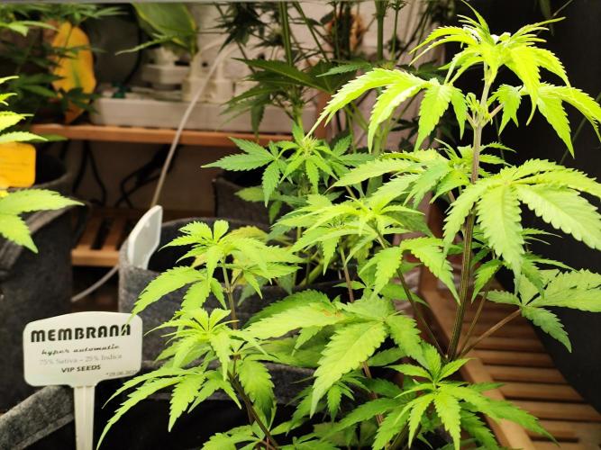 Membrana Hyper Autofem von VIP Seeds. Week 6 - Tag 45