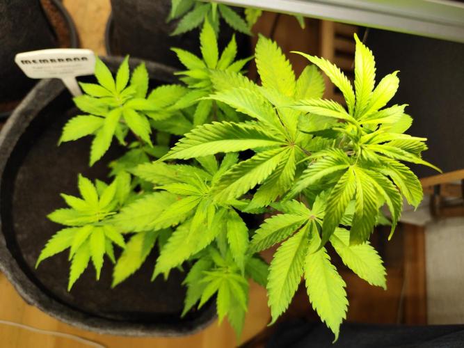 Membrana Hyper Autofem von VIP Seeds. Week 6