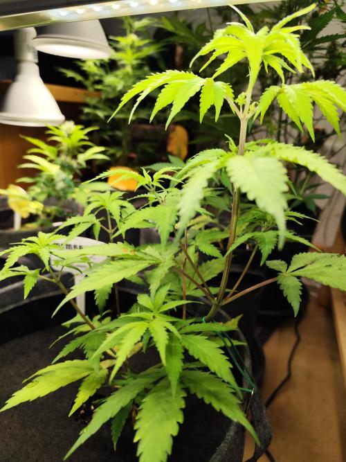 Membrana Hyper Autofem von VIP Seeds. Week 6