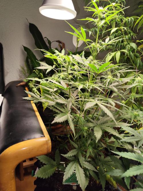 Z-Up Automatic von FastBuds. Week 6 - Tag 46