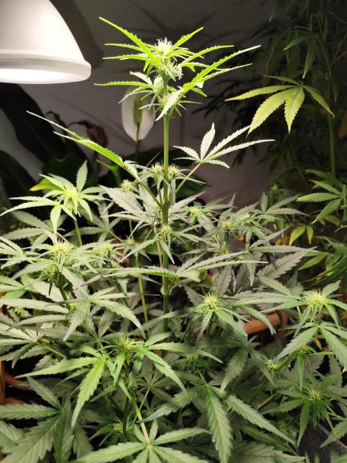 Z-Up Automatic von FastBuds. Week 6