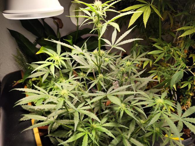 Z-Up Automatic von FastBuds. Week 6