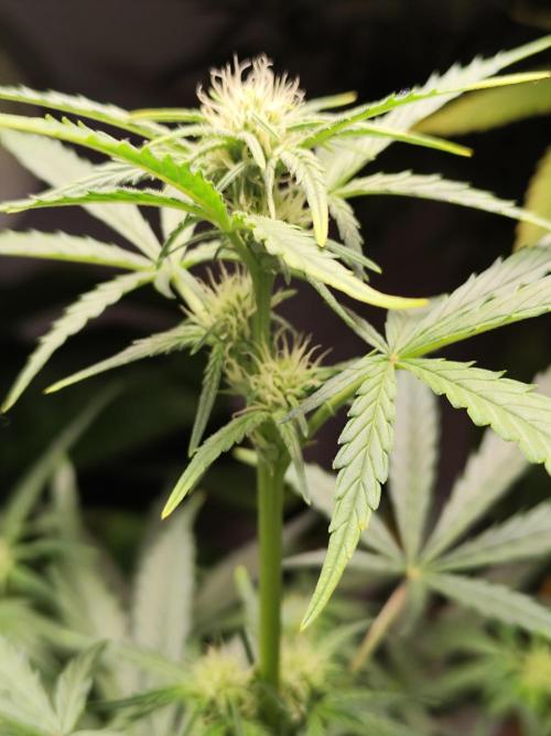 Z-Up Automatic von FastBuds. Week 6