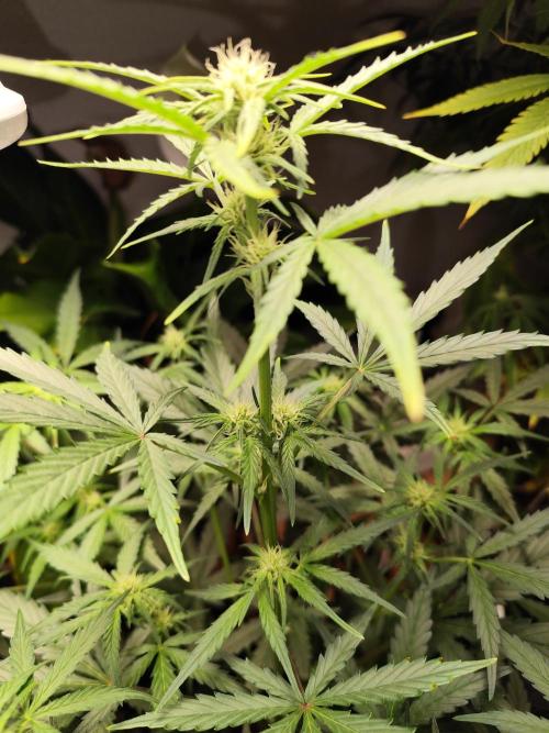 Z-Up Automatic von FastBuds. Week 6