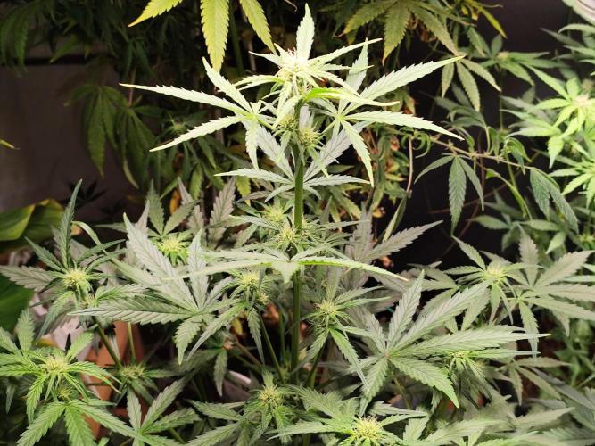 Z-Up Automatic von FastBuds. Week 6