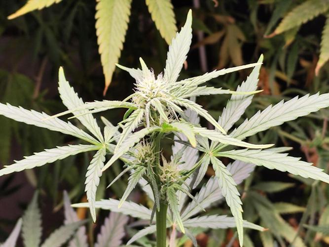 Z-Up Automatic von FastBuds. Week 6