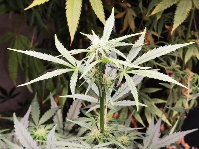 Z-Up Automatic von FastBuds. Week 6