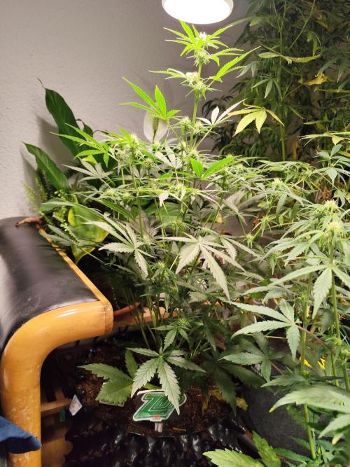 Z-Up Automatic von FastBuds. Week 6 - Tag 47