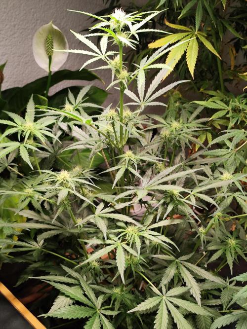 Z-Up Automatic von FastBuds. Week 6