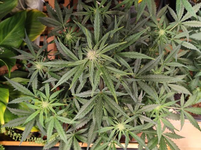 Z-Up Automatic von FastBuds. Week 6