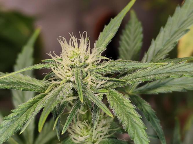 Z-Up Automatic von FastBuds. Week 6