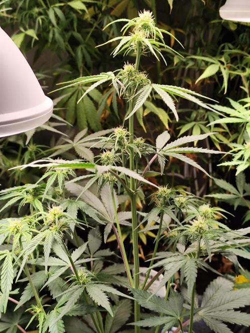 Blueberry Challenge Zammi / Sensi Seeds. Week 6