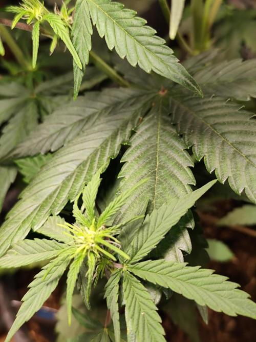 Blueberry Challenge Zammi / Sensi Seeds. Week 6