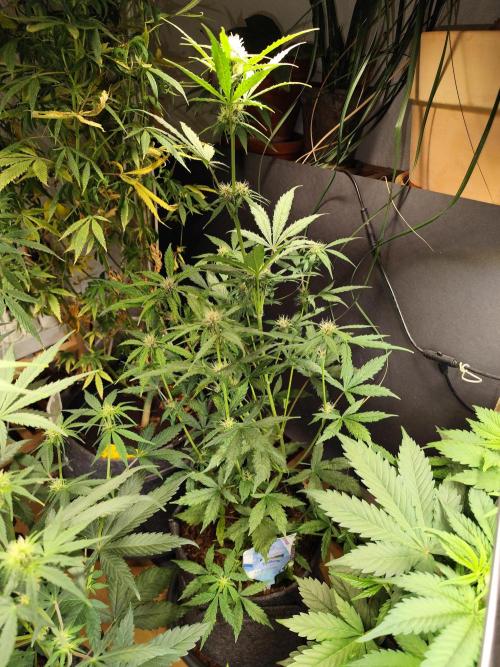 Blueberry Challenge Zammi / Sensi Seeds. Week 6