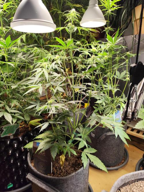 Blueberry Challenge Zammi / Sensi Seeds. Week 6 - Tag 46 Blueberry Zkittlez Auto