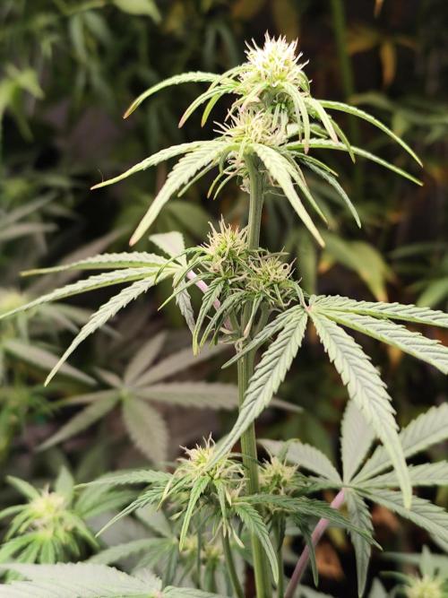 Blueberry Challenge Zammi / Sensi Seeds. Week 6