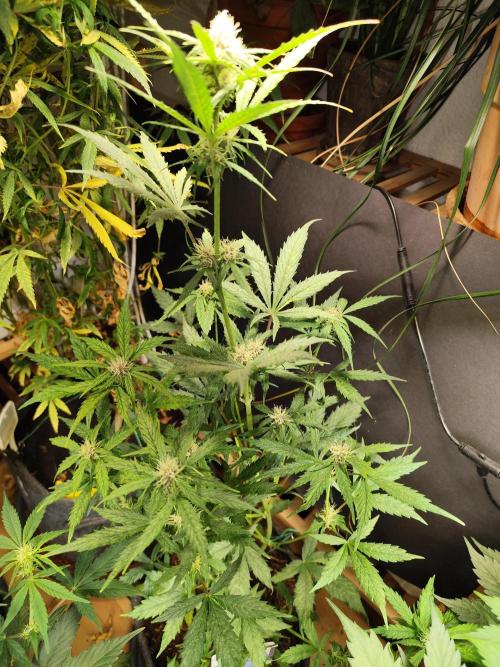 Blueberry Challenge Zammi / Sensi Seeds. Week 6 - Tag 47 Blueberry Auto