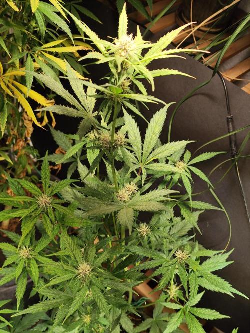 Blueberry Challenge Zammi / Sensi Seeds. Week 6