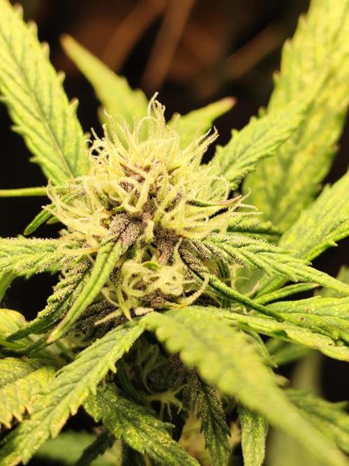 Blueberry Challenge Zammi / Sensi Seeds. Week 6