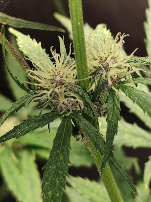 Blueberry Challenge Zammi / Sensi Seeds. Week 6