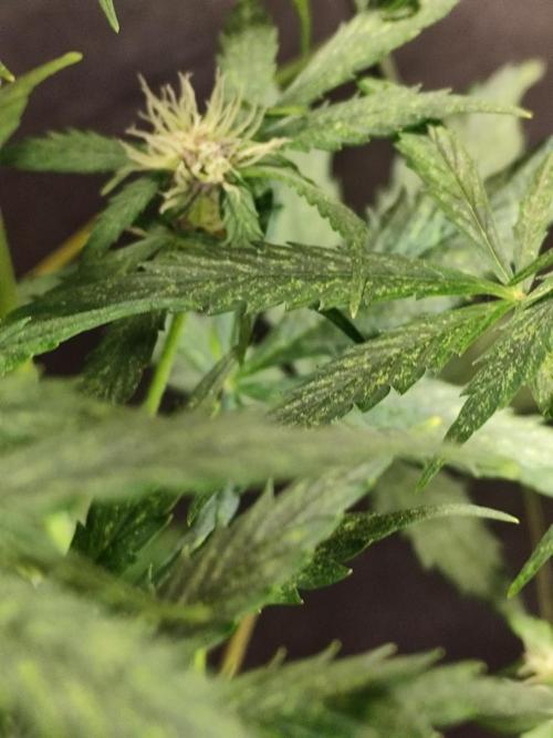 Blueberry Challenge Zammi / Sensi Seeds. Week 6