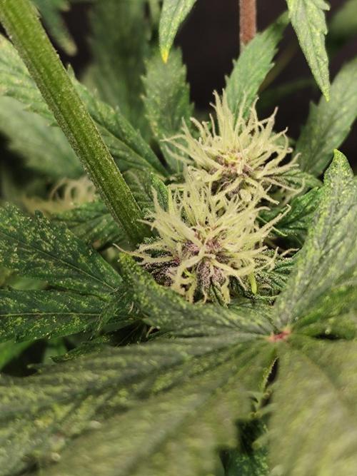 Blueberry Challenge Zammi / Sensi Seeds. Week 6