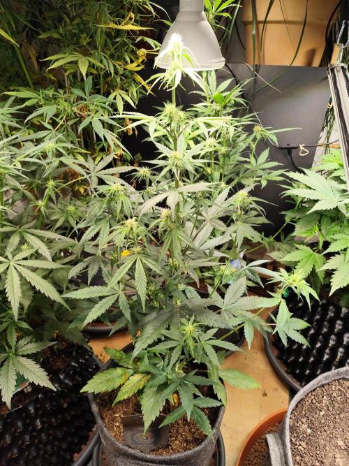 Blueberry Challenge Zammi / Sensi Seeds. Week 6 - Tag 47 Blueberry Zkittlez Auto