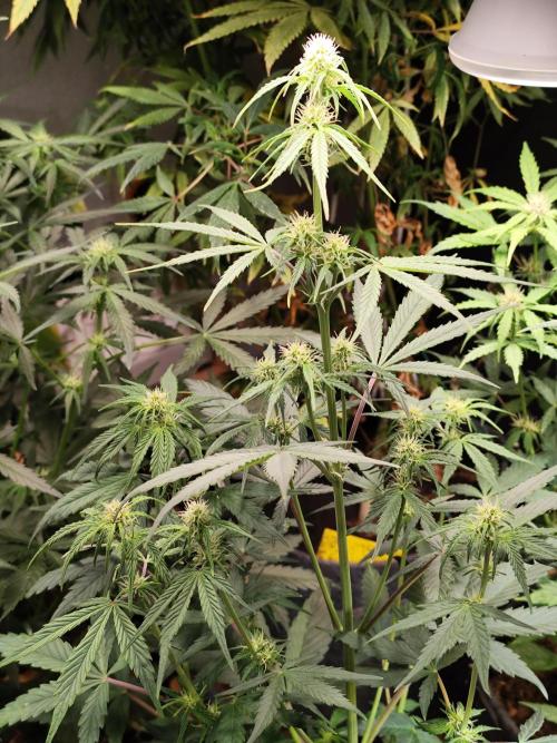 Blueberry Challenge Zammi / Sensi Seeds. Week 6